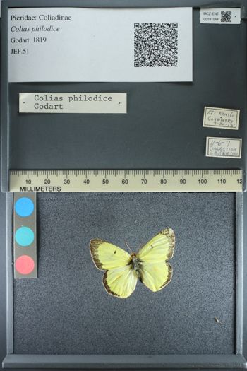 Media type: image;   Entomology 191544